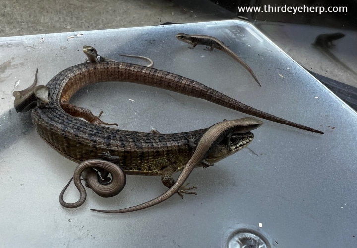 San Francisco Alligator Lizard